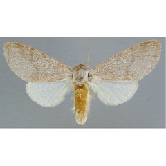 /filer/webapps/moths/media/images/P/pulverulenta_Epicerura_A_RMCA_02.jpg