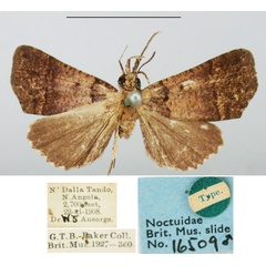 /filer/webapps/moths/media/images/I/icelomorpha_Catada_HT_BMNH.jpg
