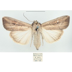 /filer/webapps/moths/media/images/P/phaea_Leucania_AF_BMNH.jpg