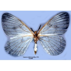/filer/webapps/moths/media/images/A/albida_Camerunia_HT_SNHM_02.jpg