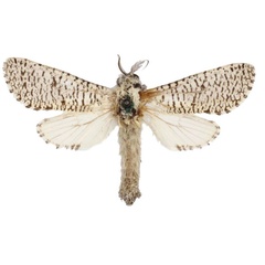 /filer/webapps/moths/media/images/S/spurrelli_Aethalopteryx_HT_BMNH.jpg