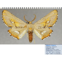 /filer/webapps/moths/media/images/P/poecilaria_Coenina_AM_ZSMa.jpg