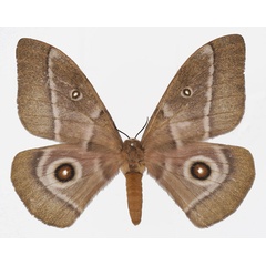 /filer/webapps/moths/media/images/C/cocaulti_Gonimbrasia_AF_Basquin.jpg