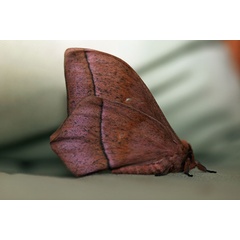 /filer/webapps/moths/media/images/O/obscura_Imbrasia_A_Voaden_02.jpg