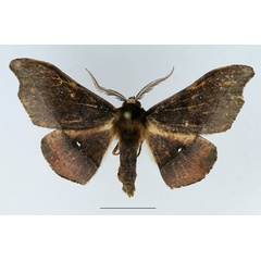 /filer/webapps/moths/media/images/V/viriosa_Sphingomima_AM_TMSA_02.jpg