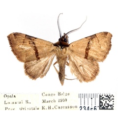 /filer/webapps/moths/media/images/L/laportei_Marcipalina_AM_BMNH_02.jpg