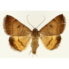 /filer/webapps/moths/media/images/M/moderata_Plecopterodes_AM_TMSA_02.jpg