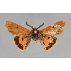 /filer/webapps/moths/media/images/P/parvula_Phragmatobia_AM_BMNH.jpg