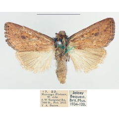 /filer/webapps/moths/media/images/B/bilineata_Leucania_AM_BMNH.jpg