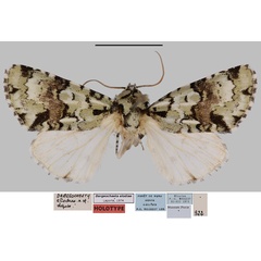 /filer/webapps/moths/media/images/E/elodiae_Dargeochaeta_HT_MNHN.jpg