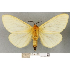 /filer/webapps/moths/media/images/U/unicolor_Coenostegia_PLT_BMNH_02.jpg