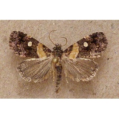 /filer/webapps/moths/media/images/L/leucoglene_Xanthomera_A_Butler.jpg