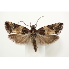 /filer/webapps/moths/media/images/V/variegana_Paraeccopsis_A_BMNH.jpg