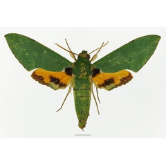 /filer/webapps/moths/media/images/A/asiatica_Euchloron_AM_Basquina.jpg