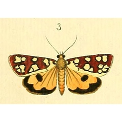 /filer/webapps/moths/media/images/A/amabilis_Crameria_Drury2_13-3.jpg