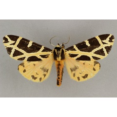 /filer/webapps/moths/media/images/T/turlini_Seydelia_AM_BMNH.jpg