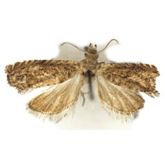 /filer/webapps/moths/media/images/M/micula_Selania_HT_Bassi.jpg