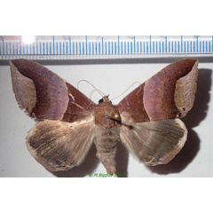 /filer/webapps/moths/media/images/E/echo_Achaea_AF_Bippus.jpg