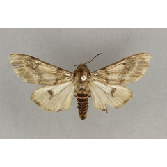 /filer/webapps/moths/media/images/M/murtafaa_Teracotona_PT_BMNH.jpg