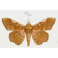 /filer/webapps/moths/media/images/S/simia_Zethes_HT_Saalmuller_155.jpg