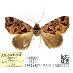 /filer/webapps/moths/media/images/M/maculifera_Marcipa_AF_BMNH.jpg