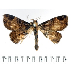 /filer/webapps/moths/media/images/H/hemicausta_Parascotia_AM_BMNH.jpg
