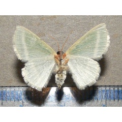/filer/webapps/moths/media/images/V/viridans_Mixocera_A_Goff_02.jpg
