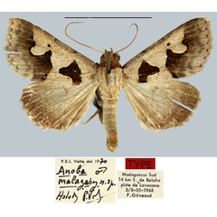 /filer/webapps/moths/media/images/M/malagasy_Anoba_HT_MNHN.jpg