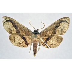 /filer/webapps/moths/media/images/O/obliquifascia_Kuja_AM_NHMO.jpg