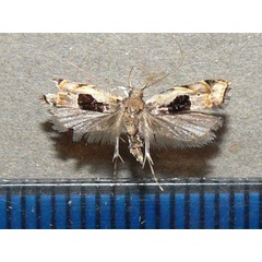 /filer/webapps/moths/media/images/S/septella_Brachmia_A_Goff_01.jpg