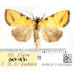 /filer/webapps/moths/media/images/C/chlorota_Eustrotiopis_AF_BMNH.jpg