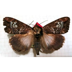 /filer/webapps/moths/media/images/C/canuta_Achaea_HT_MCSV.jpg