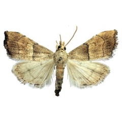 /filer/webapps/moths/media/images/C/calamochroa_Ptychopseustis_AM_BMNH.jpg