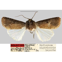 /filer/webapps/moths/media/images/N/nigeriensis_Medlerana_HT_MNHN.jpg