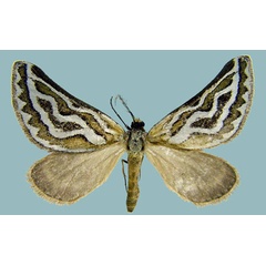 /filer/webapps/moths/media/images/F/frosinaria_Conchylia_AM_ZSMa.jpg
