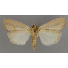 /filer/webapps/moths/media/images/U/uncinatus_Leucania_A_RMCA_02.jpg