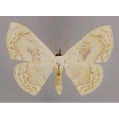 /filer/webapps/moths/media/images/S/syneorus_Somatina_A_ZSM_01.jpg