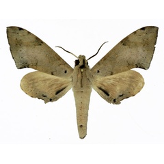 /filer/webapps/moths/media/images/N/nigriplaga_Polyptychus_AM_Basquin.jpg