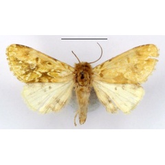 /filer/webapps/moths/media/images/S/sophiae_Nyodes_AM_BMNH.jpg