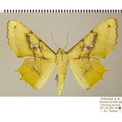 /filer/webapps/moths/media/images/D/dentataria_Coenina_AF_ZSM.jpg