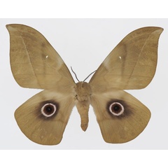 /filer/webapps/moths/media/images/S/saturnus_Lobobunaea_AF_Basquina.jpg