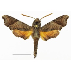 /filer/webapps/moths/media/images/M/morotoensis_Temnora_AM_Basquina.jpg