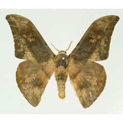 /filer/webapps/moths/media/images/P/piersoni_Orthogonioptilum_AM_Basquin.jpg