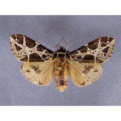 /filer/webapps/moths/media/images/C/costimacula_Kiriakoffalia_A_Baron.jpg