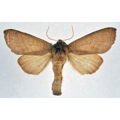 /filer/webapps/moths/media/images/M/multilineata_Scranciola_AF_NHMO.jpg
