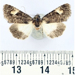 /filer/webapps/moths/media/images/L/leucodonta_Epharmottomena_AF_BMNH.jpg