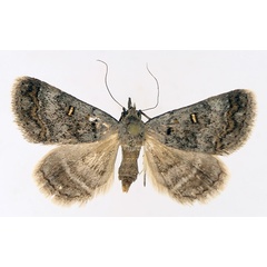 /filer/webapps/moths/media/images/N/namacensis_Acantholipes_AF_TMSA_01.jpg