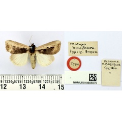 /filer/webapps/moths/media/images/H/hemileuca_Matopo_HT_BMNH.jpg