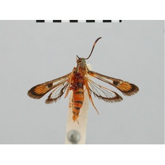 /filer/webapps/moths/media/images/E/elymais_Chamanthedon_STF_BMNH.jpg