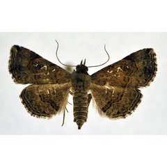 /filer/webapps/moths/media/images/M/moestalis_Rhesala_AF_NHMO.jpg